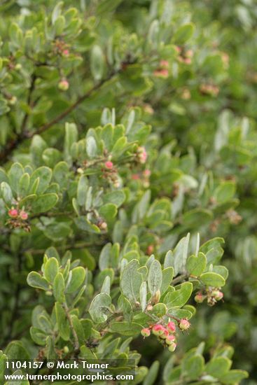 Hoary Manzanita fruit & foliage