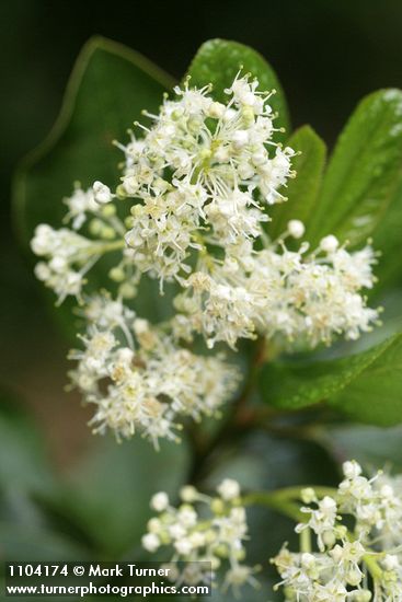 Snowbrush blossoms detail