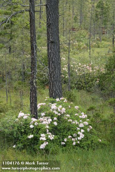 Western Azaleas among Jeffrey Pines