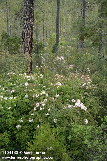 Western Azaleas among Jeffrey Pines