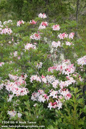 Western Azalea