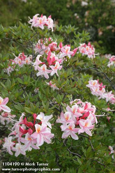 Western Azalea blossoms & foliage