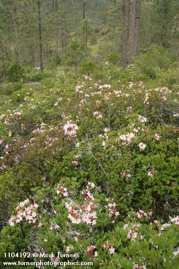 Western Azaleas among Jeffrey Pines