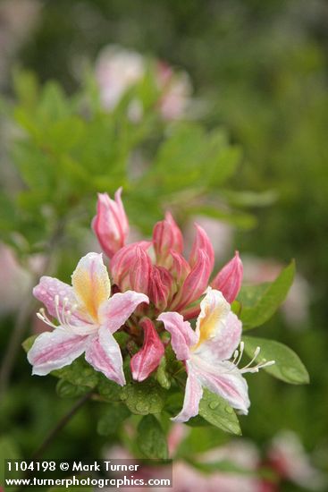 Western Azalea blossoms