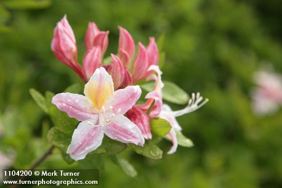 Western Azalea blossoms