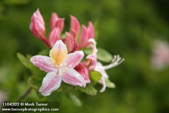 Western Azalea blossoms