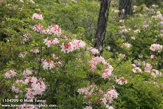 Western Azaleas