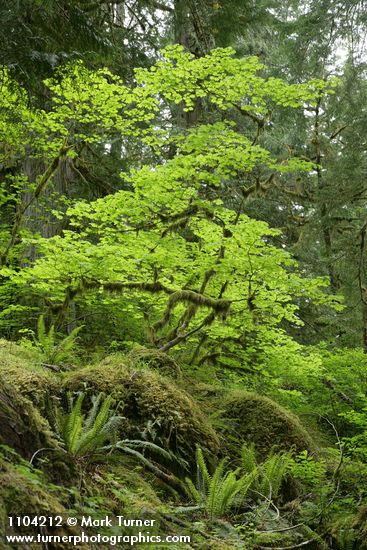 Vine Maples, backlit w/ Sword Ferns