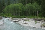 Red Alders at edge of Baker River