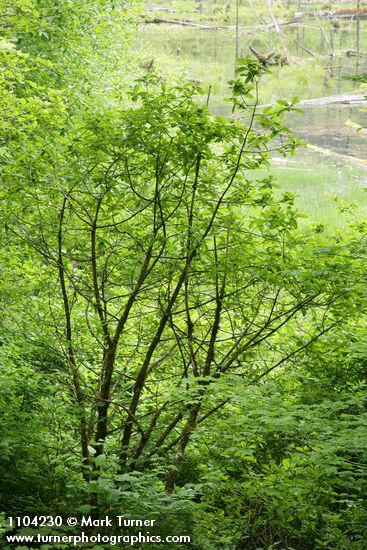 Cascara w/ beaver pond bkgnd