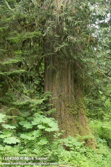 Western Redcedar w/ Devil's Club