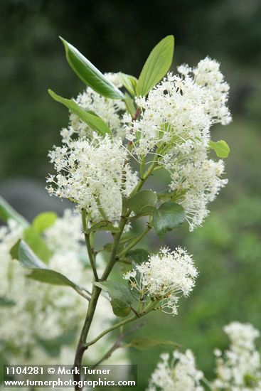 Snowbrush blossoms & foliage