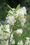 Snowbrush blossoms & foliage