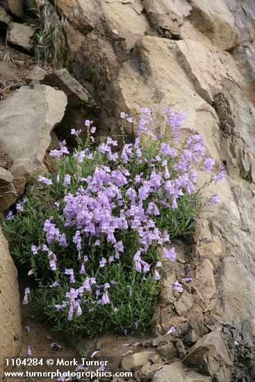 Shrubby Penstemon
