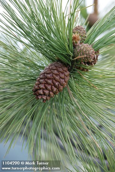 Ponderosa Pine cones & foliage