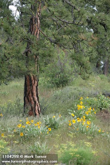 Arrowleaf Balsamroot under Ponderosa Pine