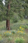 Arrowleaf Balsamroot under Ponderosa Pine