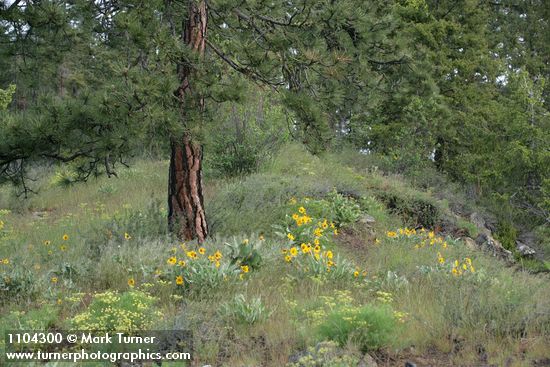 Arrowleaf Balsamroot under Ponderosa Pine
