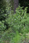 Dwarf Serviceberry