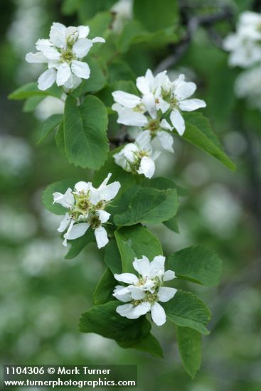Dwarf Serviceberry blossoms & foliage