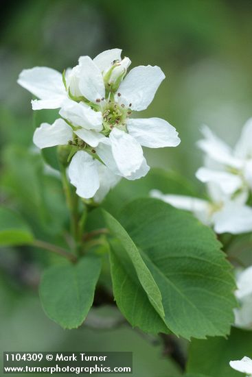 Dwarf Serviceberry blossoms & foliage detail