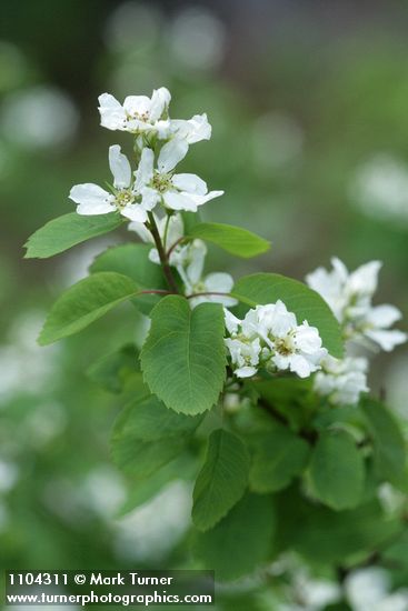 Dwarf Serviceberry blossoms & foliage