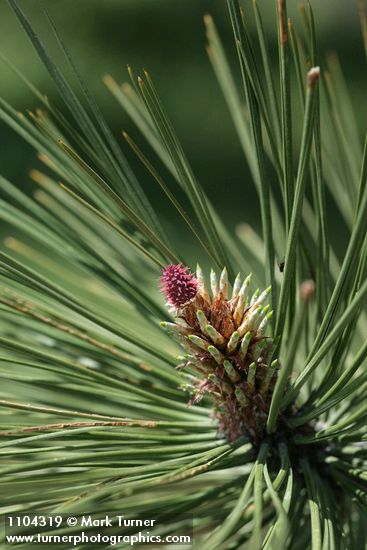 Ponderosa Pine young female cone, emerging foliage among mature needles