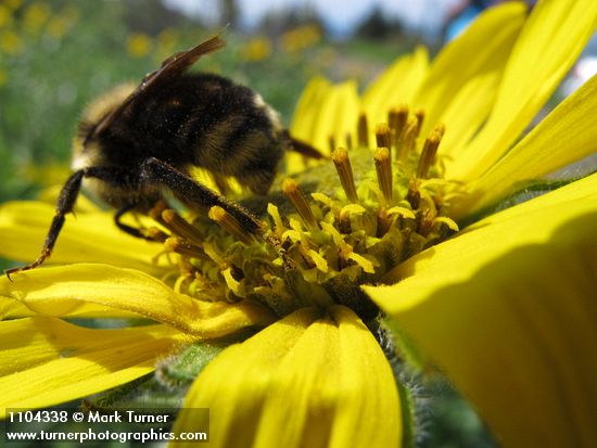 Pollen on bumblebee hind leg on Douglas's Helianthella blossom