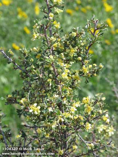 Bitterbrush blossoms & foliage