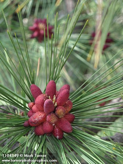 Ponderosa Pine male cones among mature needles
