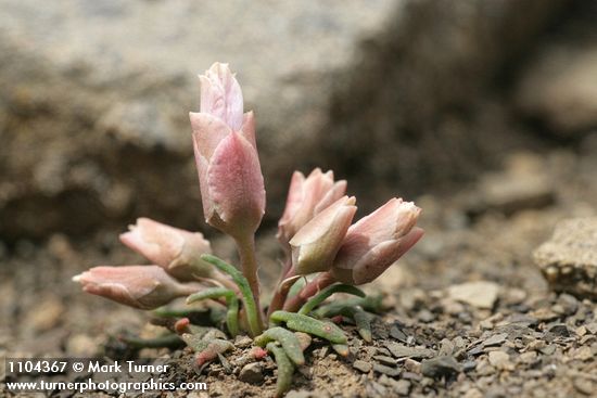 Bitterroot buds detail