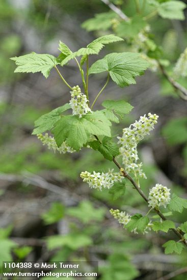 Northern Black Currant blossoms & foliage