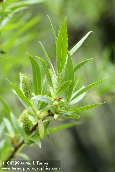 Greenleaf Willow foliage & female aments