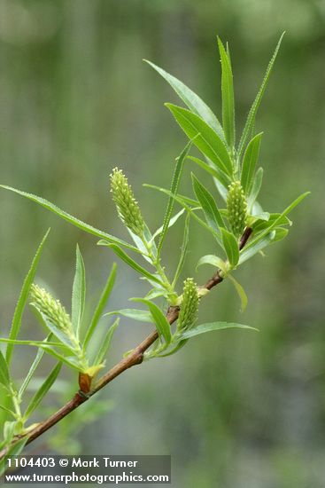Greenleaf Willow foliage & female aments