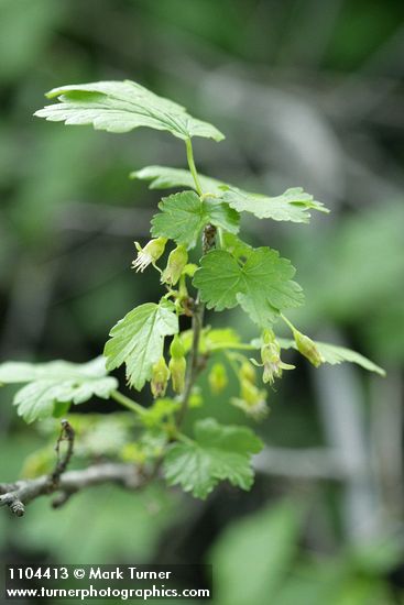 Whitestem Gooseberry blossoms & foliage