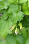 Whitestem Gooseberry blossom, immature fruit & foliage