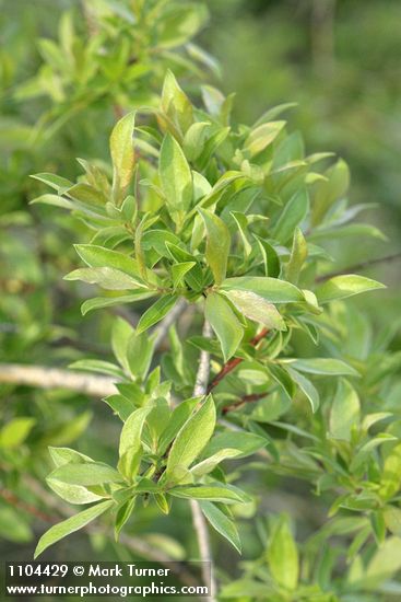 Bebb Willow foliage