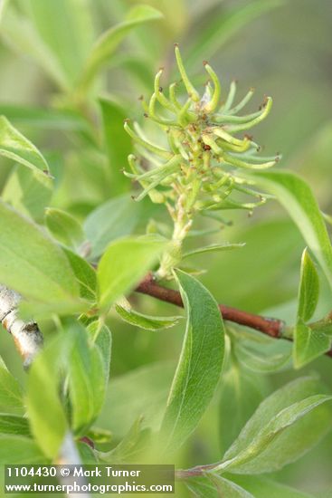 Bebb Willow foliage w/ mature female ament