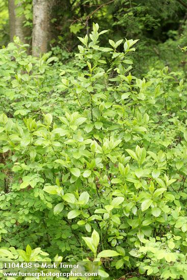 Alder-leaved Coffeeberry