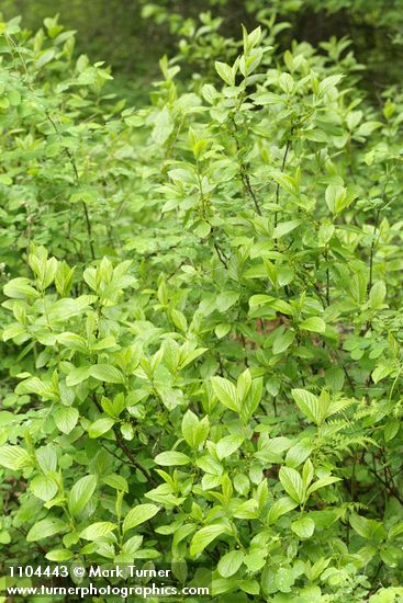 Alder-leaved Coffeeberry