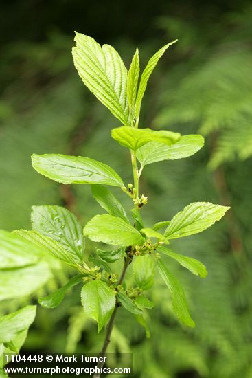 Alder-leaved Coffeeberry blossoms & foliage