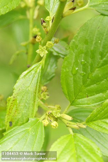 Alder-leaved Coffeeberry blossoms & foliage detail