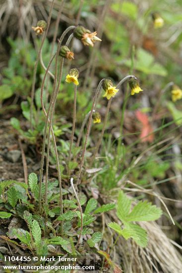 Drummond's Mountain Avens