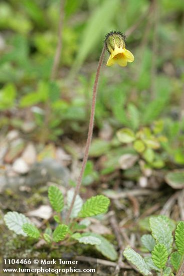 Drummond's Mountain Avens foliage