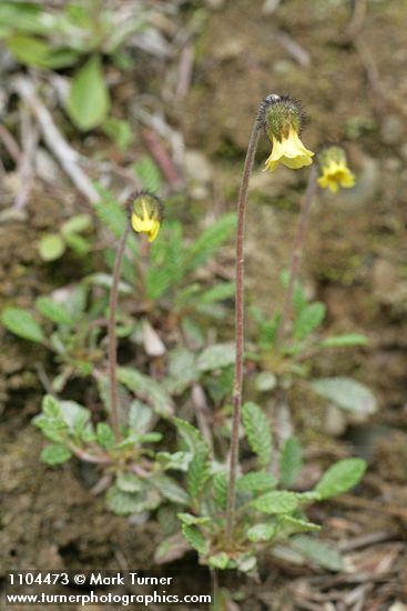 Drummond's Mountain Avens