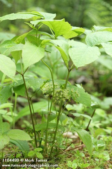 Wild Sarsaparilla