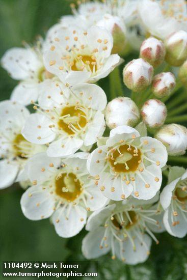 Mallow Ninebark blossoms extreme detail
