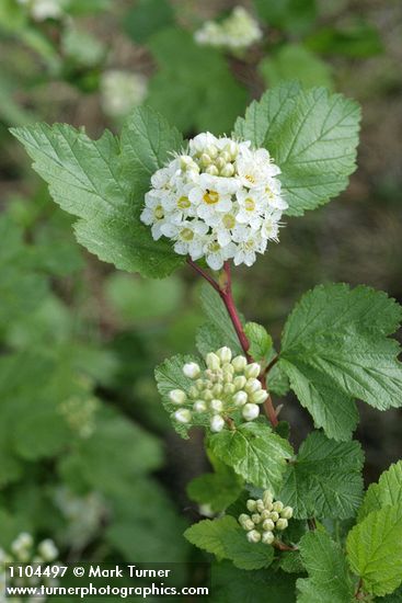 Mallow Ninebark blossoms & foliage