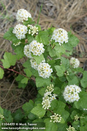 Mallow Ninebark blossoms & foliage