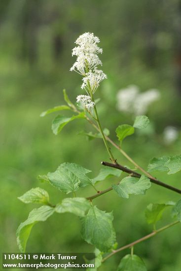 Redstem Ceanothus blossoms & foliage